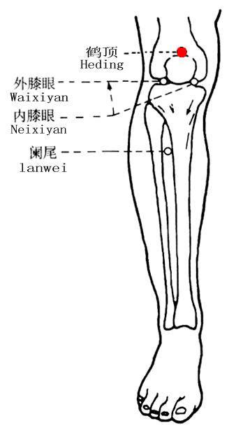 鶴頂穴位置|鶴頂